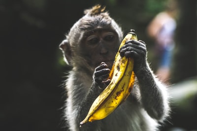 白天拿香蕉皮的猴子